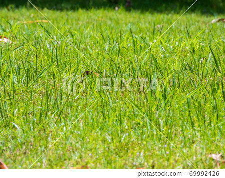 Green grass background of garden Green grass background of garden 69992426