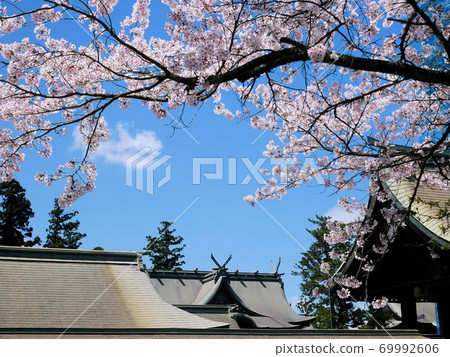 阿蘇神社和櫻花盛開（熊本縣阿蘇市） 69992606