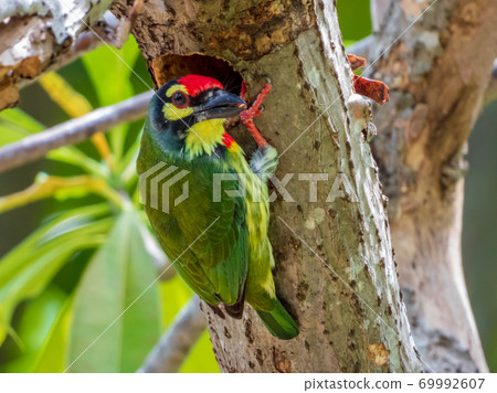 coppersmith barbet makes nest on the tree 69992607
