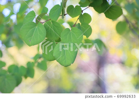 Kurazura leaves Kurazura leaves 69992633