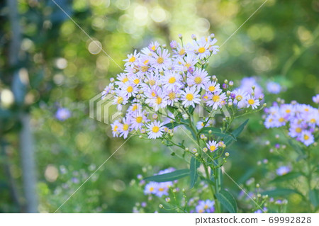 Zion flower Zion flower 69992828