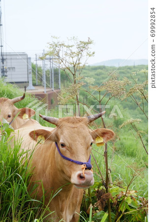 紅牛出勤 69992854