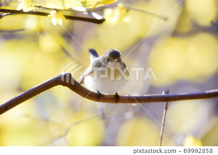 圓形小鳥 69992858