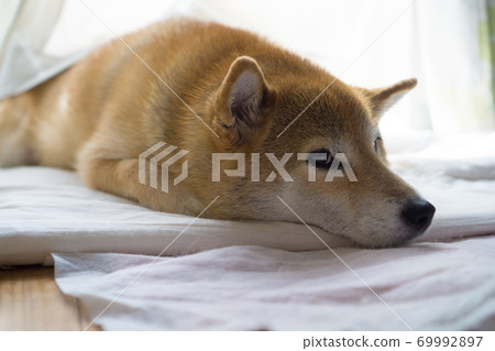 柴犬在室內放鬆 69992897