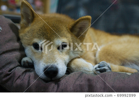 柴犬在室內放鬆 柴犬在室內放鬆 69992899