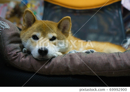 柴犬在室內放鬆 柴犬在室內放鬆 69992900
