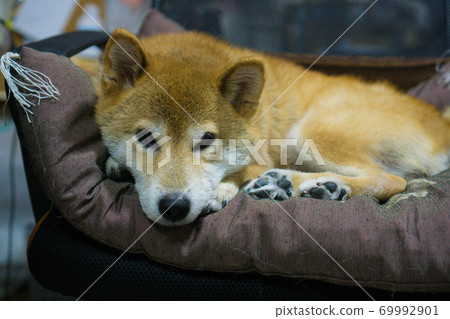 柴犬在室內放鬆 柴犬在室內放鬆 69992901