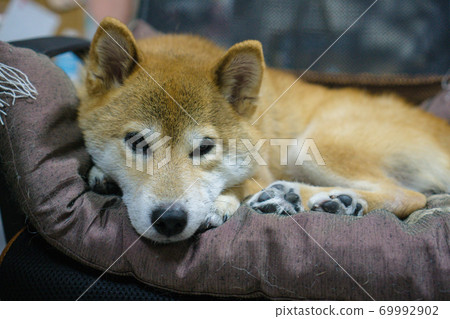 柴犬在室內放鬆 柴犬在室內放鬆 69992902