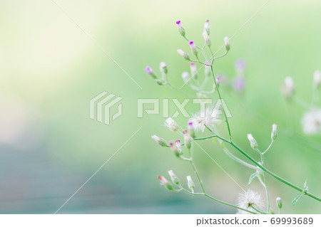 Meadow flowers, beautiful morning in soft warm light landscape nature background. Meadow flowers, beautiful morning in soft warm light landscape nature background. 69993689