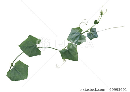 Plant tropical foliage vine, Ivy green hang isolated on white background, clipping path 69993691