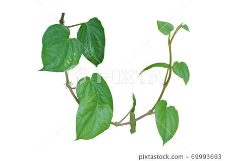 betel leaf, vine plant isolated on white background, clipping path betel leaf, vine plant isolated on white background, clipping path 69993693