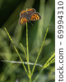 Butterfly small copper butterfly insects 69994310