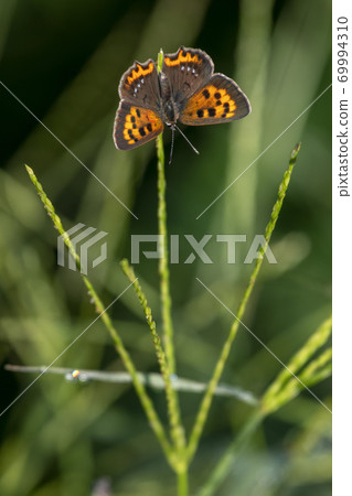 Butterfly small copper butterfly insects 69994310