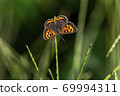 Butterfly small copper butterfly insects 69994311