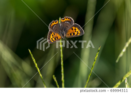 蝴蝶Ben西四味町昆蟲 69994311