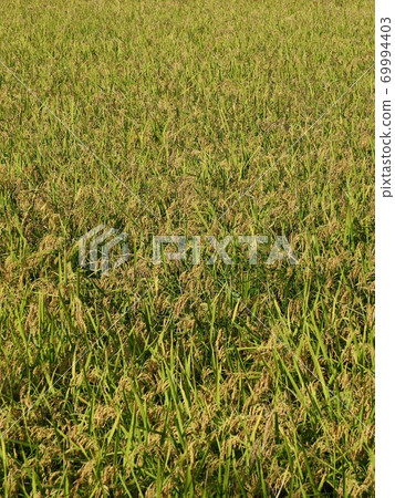 Autumn rice field scenery in Korea 69994403