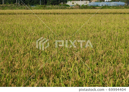 Autumn rice field scenery in Korea Autumn rice field scenery in Korea 69994404