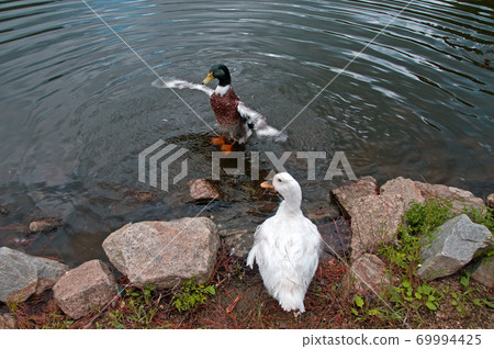 Duck's flapping 69994425