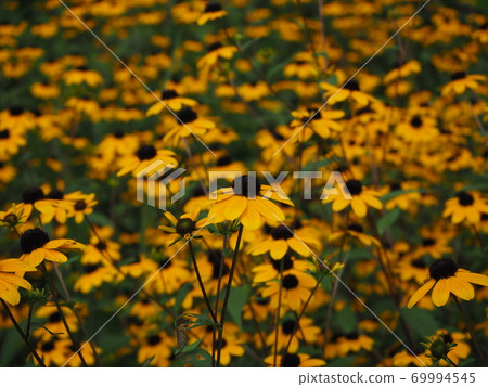 Rudbake Tacao 69994545