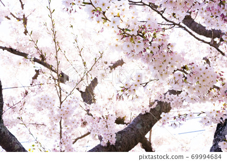 Spring cherry blossoms in Ito City, Shizuoka Prefecture 69994684