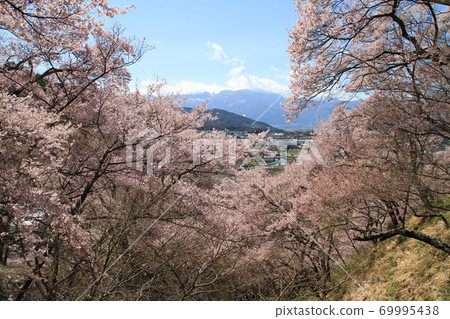 櫻花盛開的春天的高空風光 櫻花盛開的春天的高空風光 69995438