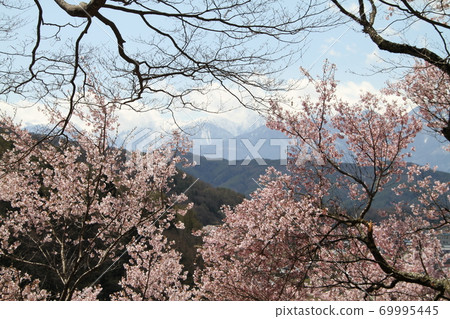 櫻花盛開的春天的高空風光 69995445