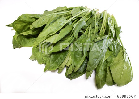 菠菜 菠菜 69995567