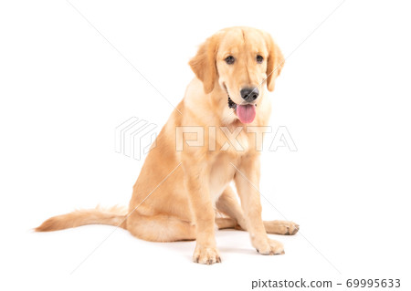 Portrait 7 months brown dog (Golden Retriever) isolated on white background 69995633