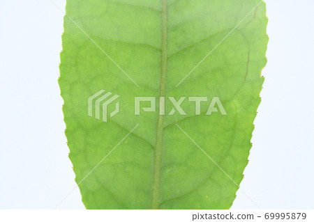 Tea leaves and veins Tea leaves and veins 69995879