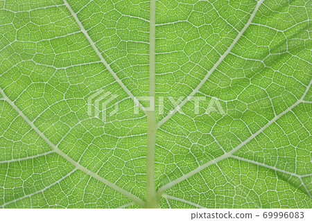 Mulberry leaf vein 69996083