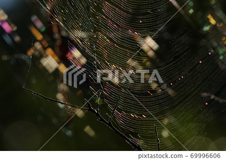 Spider web on a twig Spider web on a twig 69996606