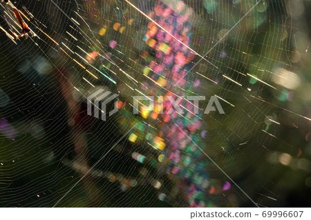 Rainbow-colored spider thread 69996607