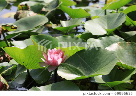 靜靜綻放的睡蓮花 靜靜綻放的睡蓮花 69996655