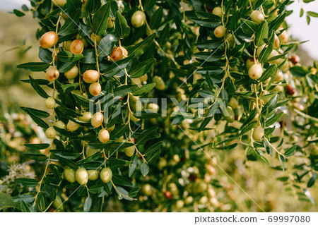 Close-up of tree branches with fruits Zizyphus. 69997080