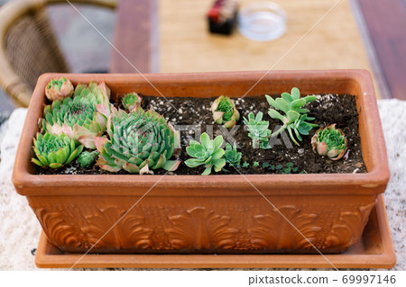 A brown clay flowerpot with many succulents outside. A brown clay flowerpot with many succulents outside. 69997146