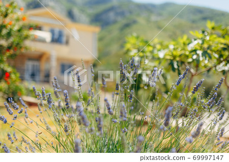 A close-up of the flowering lavender bushes. A close-up of the flowering lavender bushes. 69997147