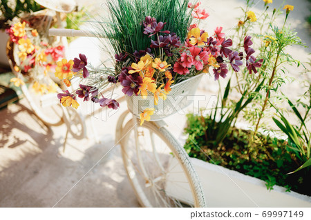 Close-up of the front basket of decorative bike with wildflowers and herbs on a white background Close-up of the front basket of decorative bike with wildflowers and herbs on a white background 69997149