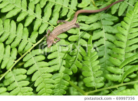 Kana snake on the bracken Kana snake on the bracken 69997356
