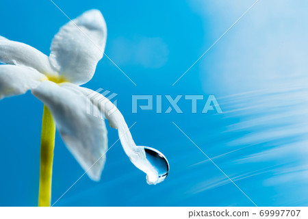 Flowers and water drops 69997707