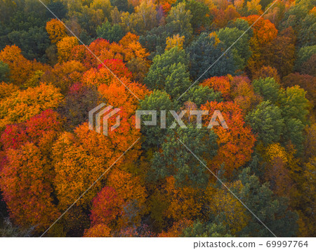Drone view of colorful tree tops, Lithuania 69997764