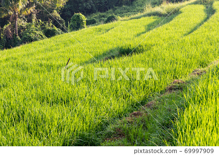 Landscape of terraced rice fields with green rice Bali Indonesia 69997909