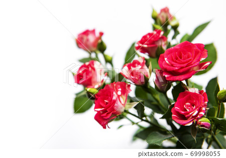 Red roses on white 69998055