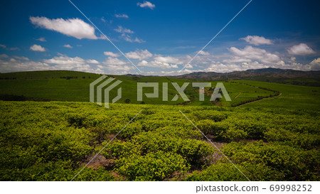 Landscape with tea fields at Sahambavy, Fianarantsoa ,Madagascar 69998252