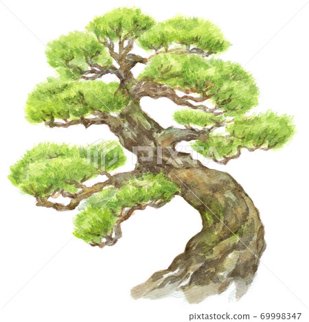 Watercolor pine tree 69998347