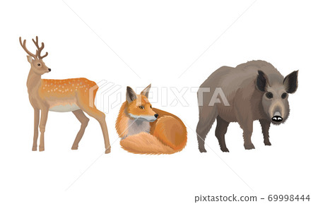 Wild Mammals Like Deer and Fox as Forest Habitant Vector Set 69998444