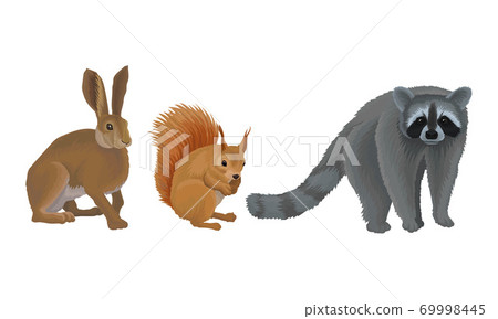 Wild Mammals Like Hare and Raccoon as Forest Habitant Vector Set Wild Mammals Like Hare and Raccoon as Forest Habitant Vector Set 69998445