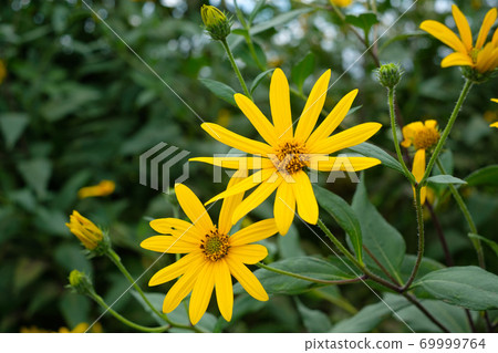 菊花花盛開在秋天的原野 69999764