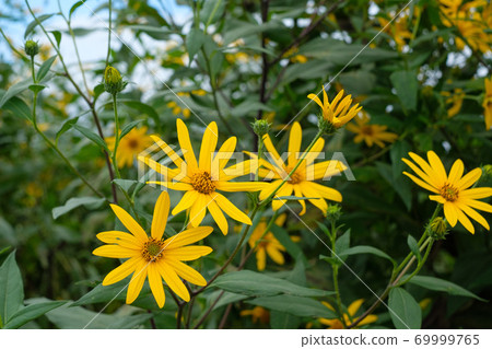 Jerusalem artichoke flowers blooming in the autumn field 69999765