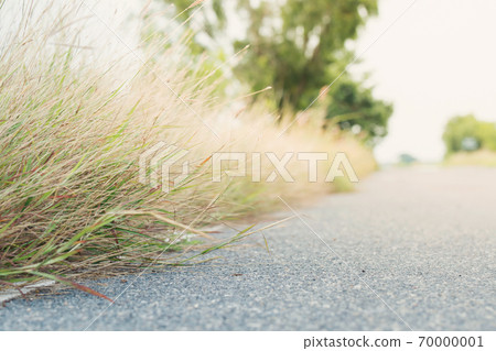 Meadow flowers, beautiful fresh morning in soft warm light. Autumn landscape blurry natural background. Meadow flowers, beautiful fresh morning in soft warm light. Autumn landscape blurry natural background. 70000001