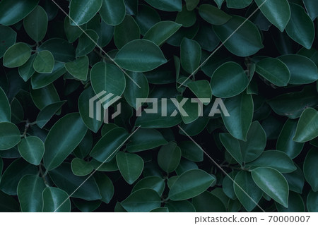 green leaf background green leaf background 70000007